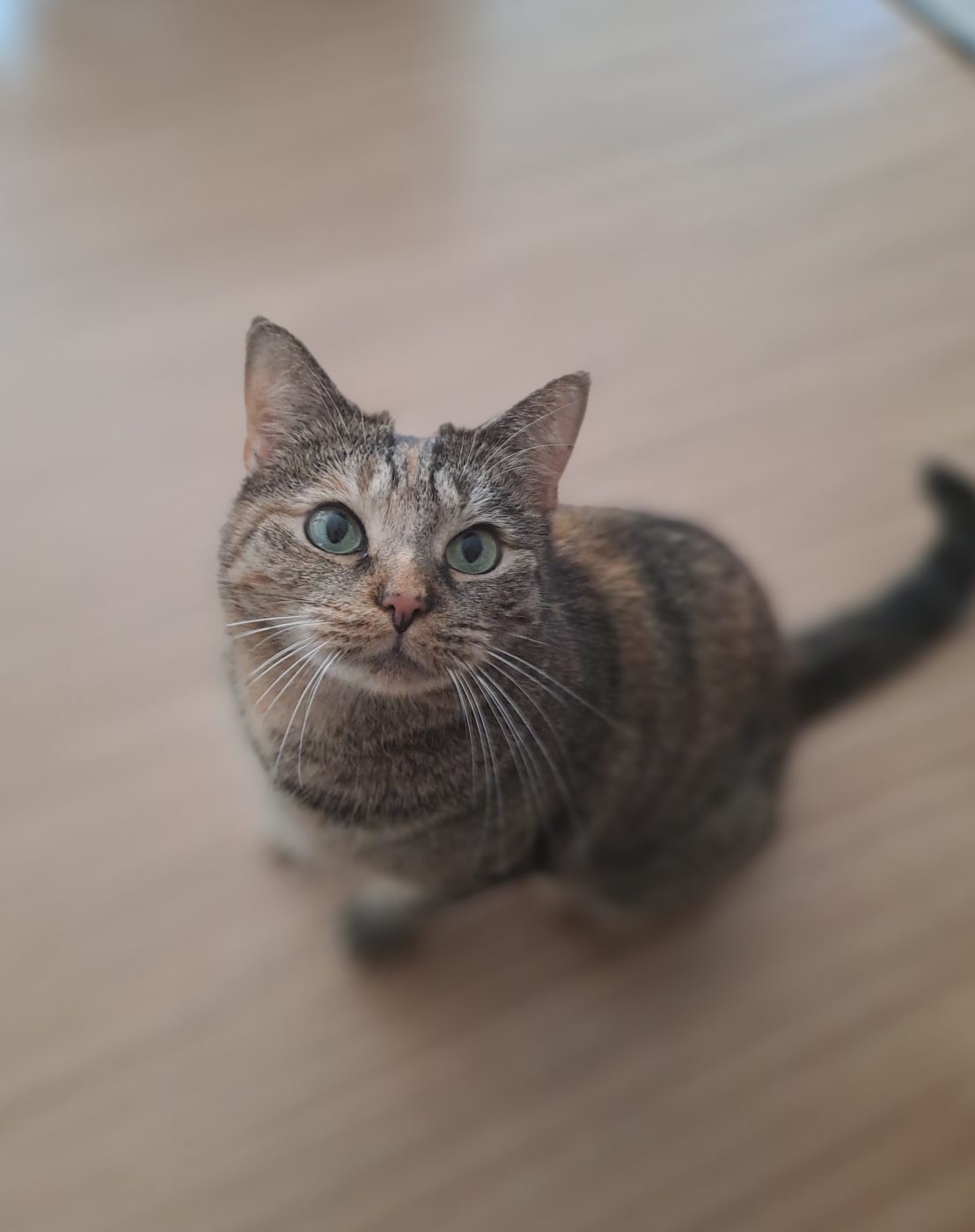 Auf dem Bild sieht man eine Schildplatt Katze, heraufblickend ,betreut von dem Katzensitter Saskia von Purrfect Katzensitter Berlin