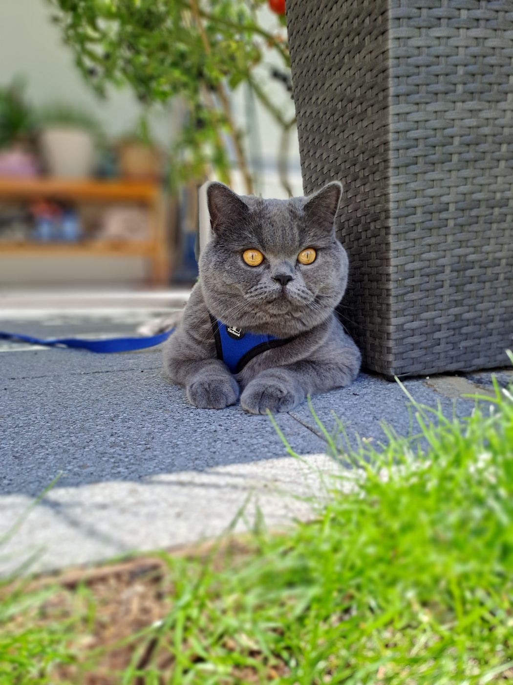 Auf dem Foto sieht man eine graue British Kurzhaar Katze, die auf der Terasse liegt. Sie hat Freigang mit einem Katzengeschirr und Leine