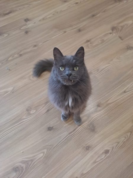 Auf dem Bild sieht man einen graue Nebelung Katze sitzend auf dem Boden in einer Wohnung. Sie blickt hoch zu dem Katzensitter Saskia, von Purrfect Katzensitter Berlin