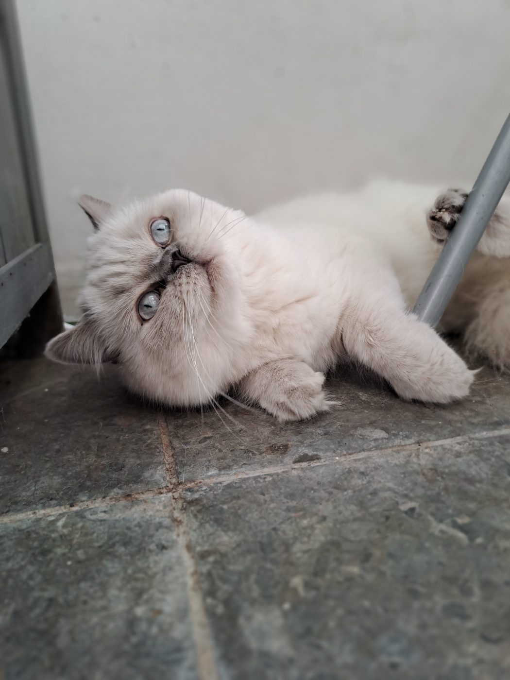 Auf dem Bild sieht man eine junge British Kurzhaar Katze, liegend auf dem Balkon. betreut von dem Katzensitter Saskia Purrfect mobile Katzenbetreuung Berlin