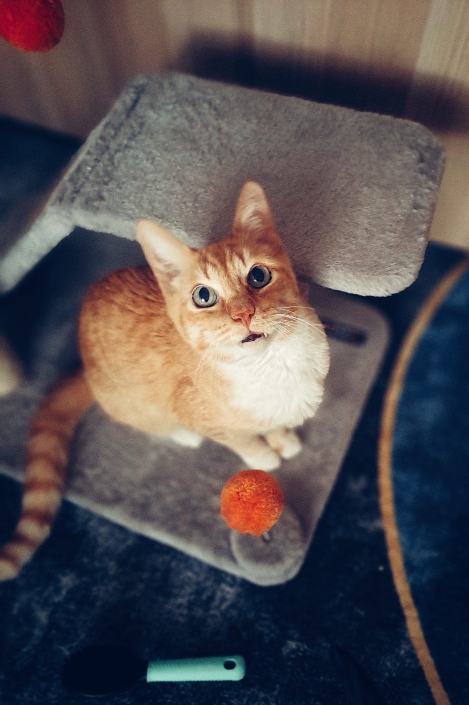 Auf dem Foto sieht man eine rote Katze die hochschaut zu dem Katzensitter Saskia von Purrfect mobile Katzenbetreuung