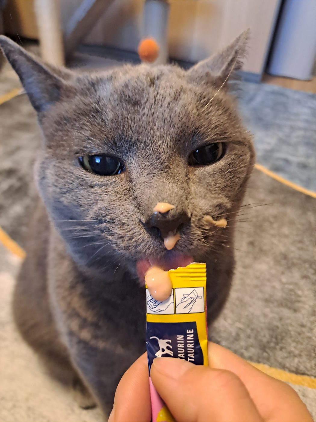 Auf dem Foto sieht man eine graue Katze, gefüttert mit einem Schlecksnack von dem Katzensitter Saskia Purrfect mobile Katzenbetreuung