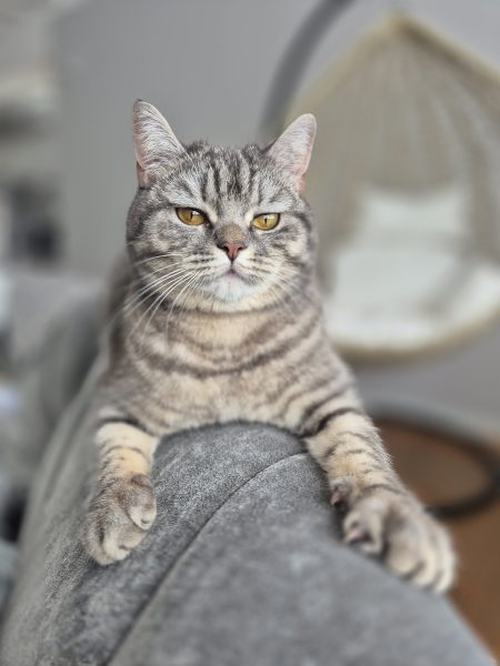 Eine grau getigerte British Kurzhaar Katze liegt auf der Lehne eines Sofas. Betreut von Purrfect mobile Katzenbetreuung Berlin