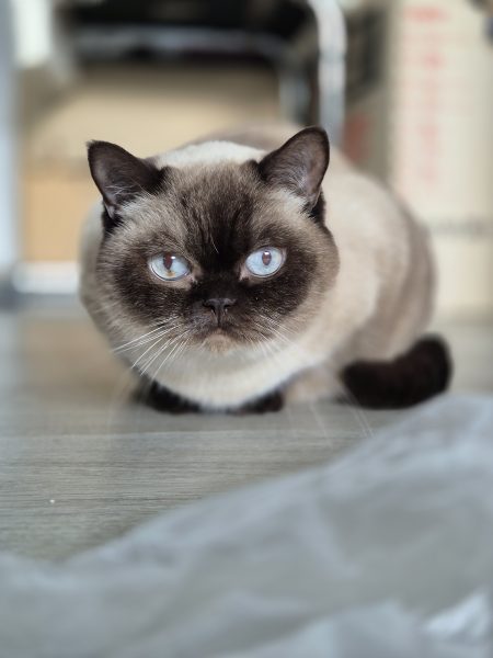 Eine braune British Kurzhaar Katze betreut von dem Katzensitter Saskia von Purrfect mobile Katzenbetreuung in Berlin
