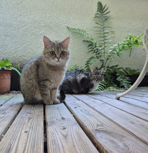 Auf dem Bild sieht man 2 Katzen auf der Terasse, betreut von dem Katzensitter, Saskia, von Purrfect mobile Katzenbetreuung in Berlin