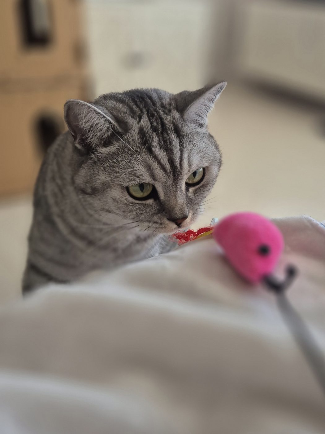 Hellgrau getigerte British Kurzhaar Katze spielt und lauert mit dem Katzensitter Saskia- von Purrfect mobile Katzenbetreuung in Berlin