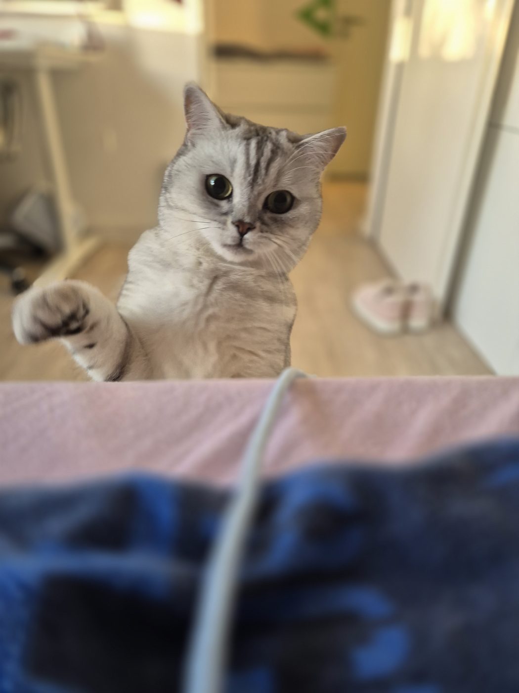 Hellgrau getigerte British Kurzhaar Katze spielt mit dem Katzensitter Saskia- von Purrfect mobile Katzenbetreuung in Berlin