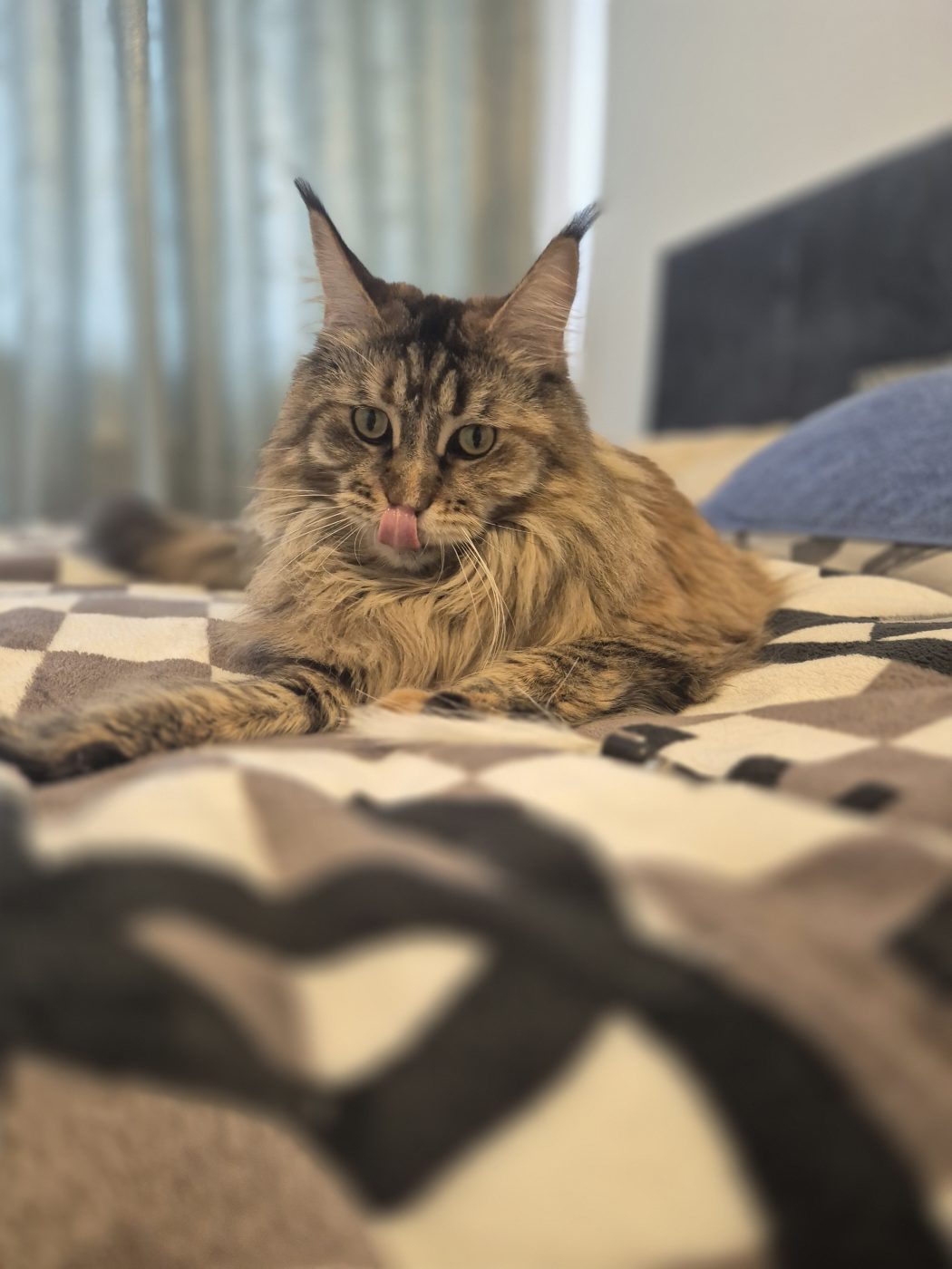 Eine Maincoon Katze liegt auf dem Bett und leckt sich die Lippen