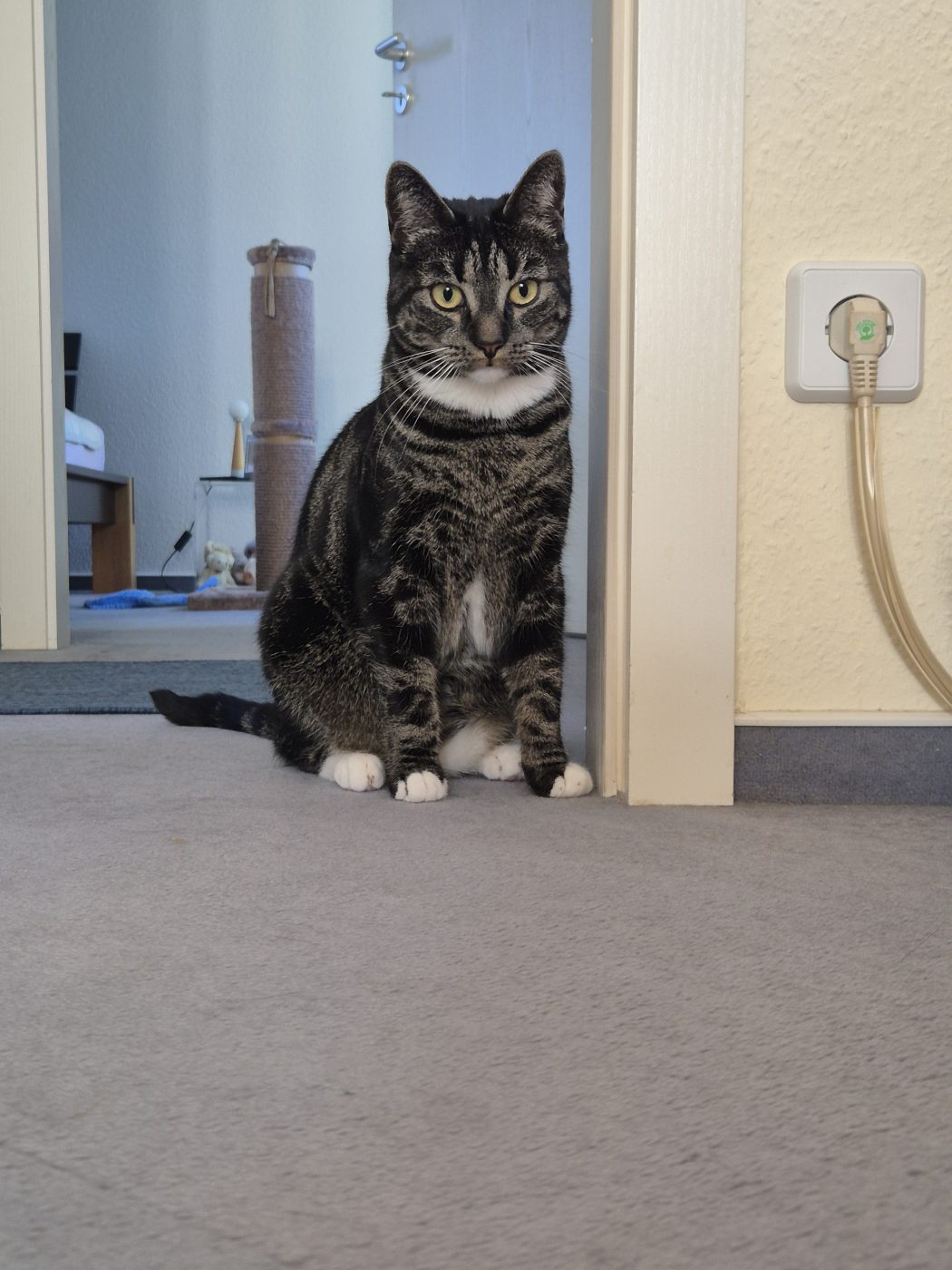 Auf dem Bild sieht man eine scheue Katze, mit etwas Abstand zu dem Katzensitter Saskia, von Purrfect mobile Katzenbetreuung in Berlin