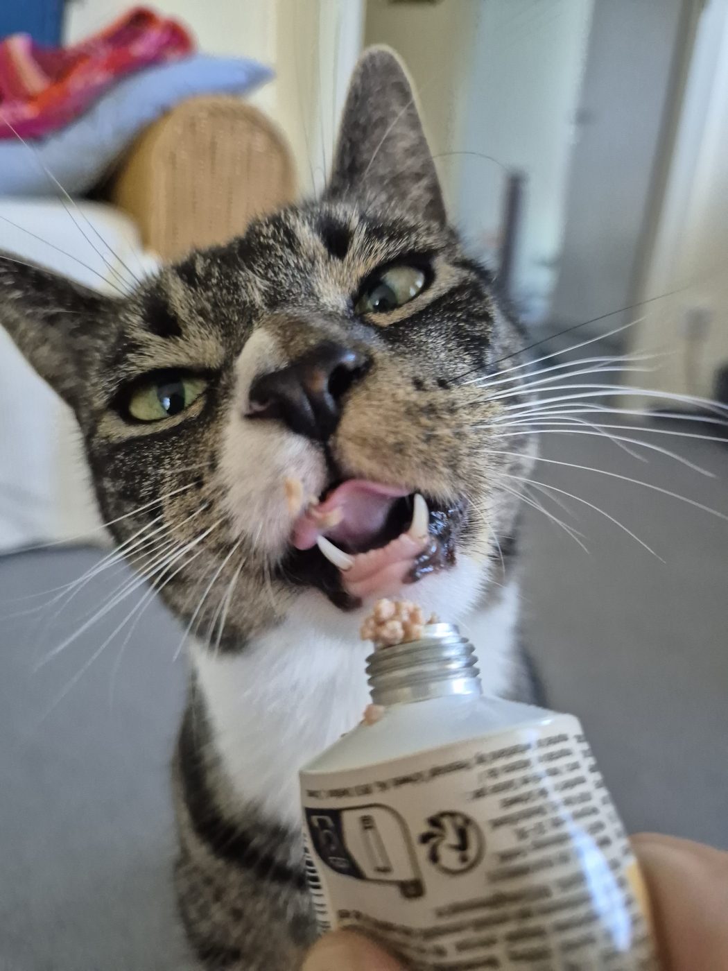Auf dem Bild sieht man eine Katze die eine Leberwurst Paste schleckt, betreut von Saskia, Katzensitter von Purrfect mobile Katzenbetreuung Berlin