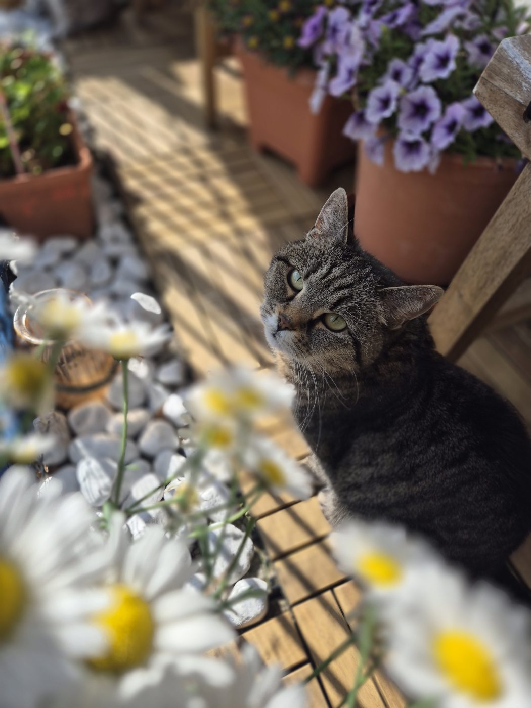 Auf dem Bild sieht man eine Katze, sitzend auf dem Balkon mit vielen Blumen, betreut von Saskia, Katzensitter aus Berlin