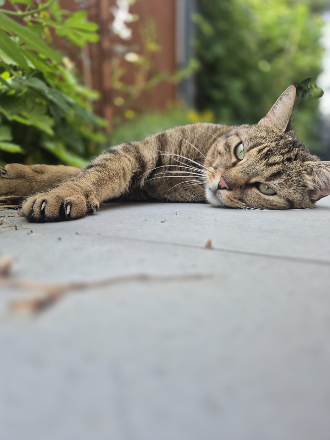 eine schöne getigerte Katze liegt auf dem Boden und genießt die Sonne, betreut von Saskia, Purrfect Katzensitter in Berlin