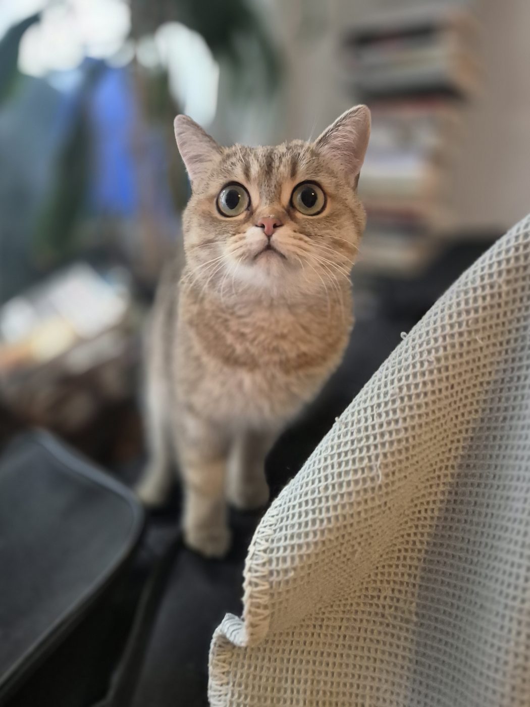 Eine British Kurzhaar Katze schaut nach oben zu dem Katzensitter Saskia, von Purrfect mobile Katzenbetreuung
