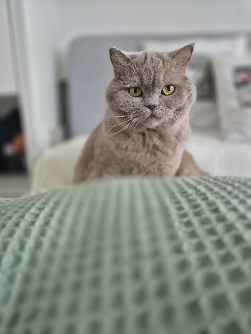 Eine graue BKH Katze sitzt auf dem Bett und schaut Saskia an, Katzensitter von Purrfect mobile Katzenbetreuung