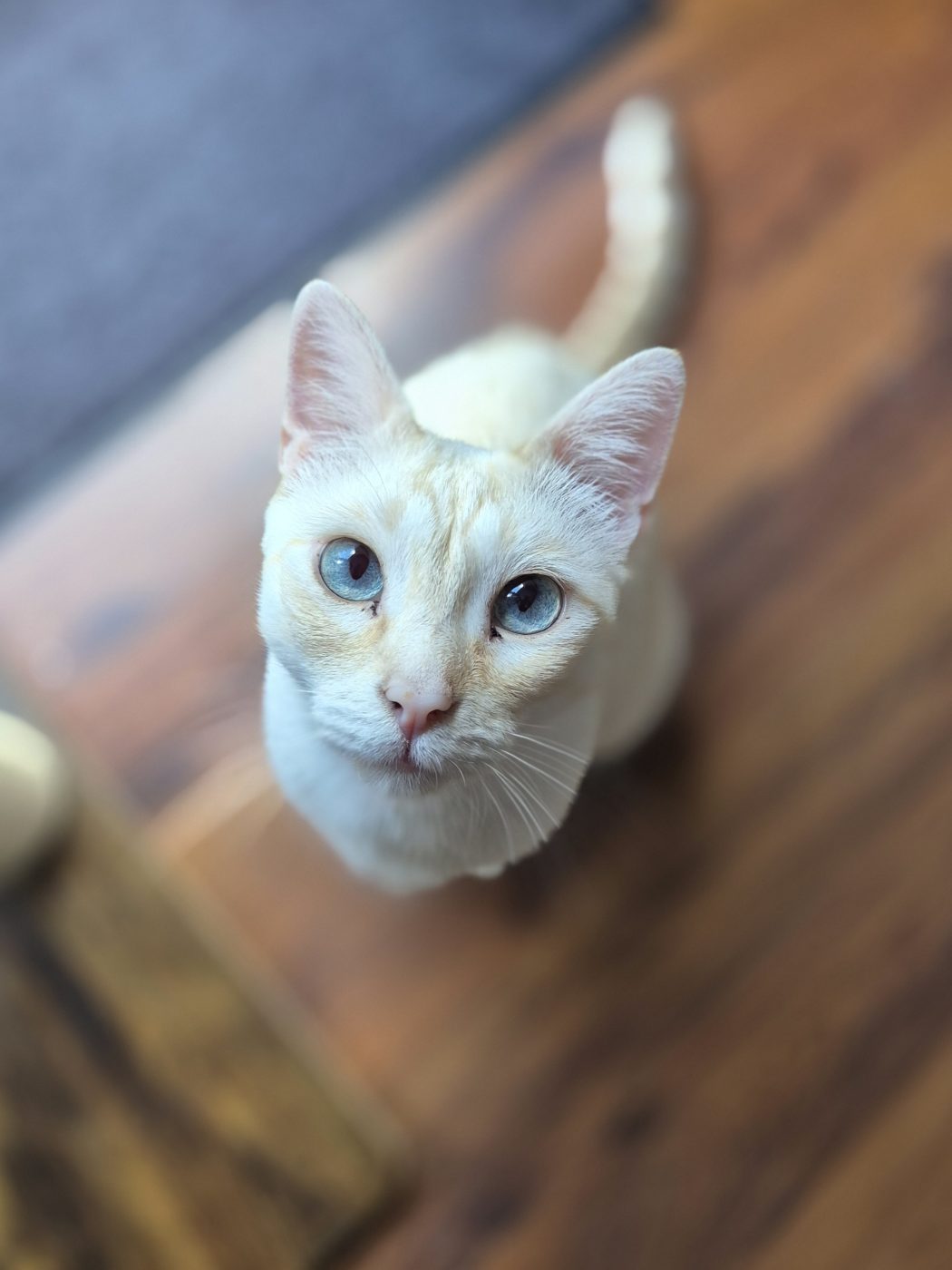 Auf dem Foto sieht man eine weiße Siamkatze betreut von Saskia, Katzensitter von Purrfect mobile Katzenbetreuung Berlin