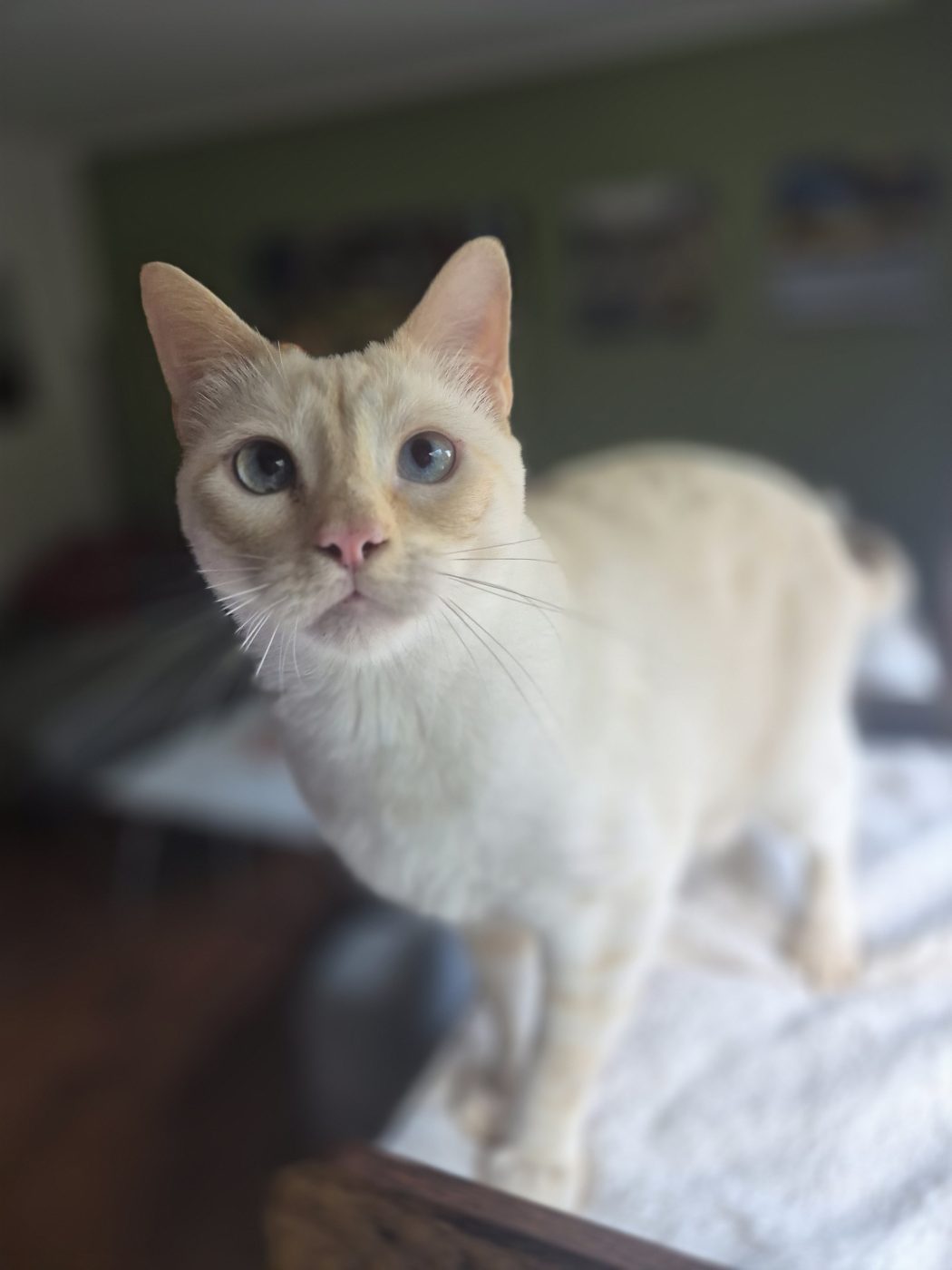 Eine weiße Siamkatze schaut Saskia, Katzensitter von Purrfect mobile Katzenbetreuung Berlin an