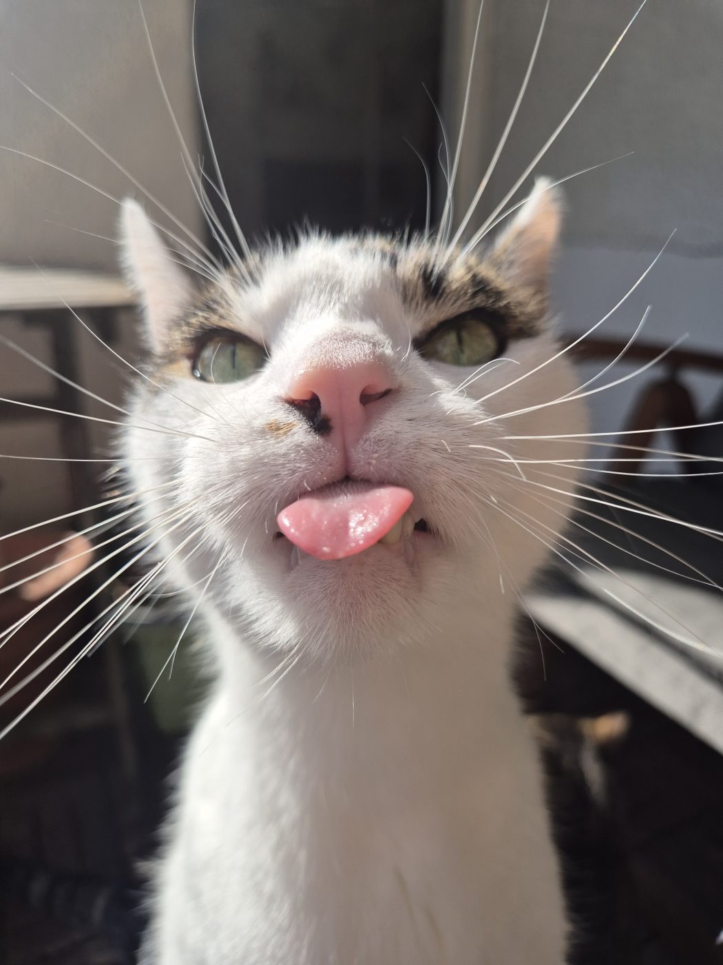 Eine weiße Katze streckt die Zunge heraus