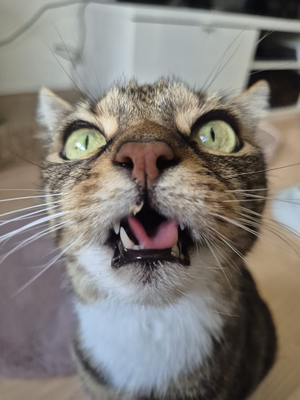Eine getigerte Katze hat einen Schlecksnack bekommen von Saskia dem Katzensitter von Purrfect mobile Katzenbetreuung Berlin