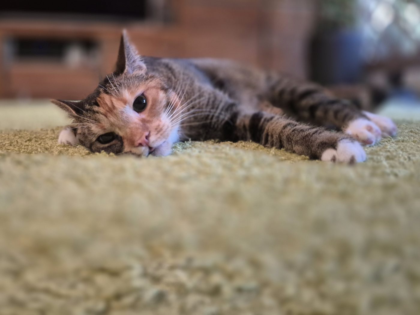 Eine Katze liegt sehr entspannt auf dem Teppichboden
