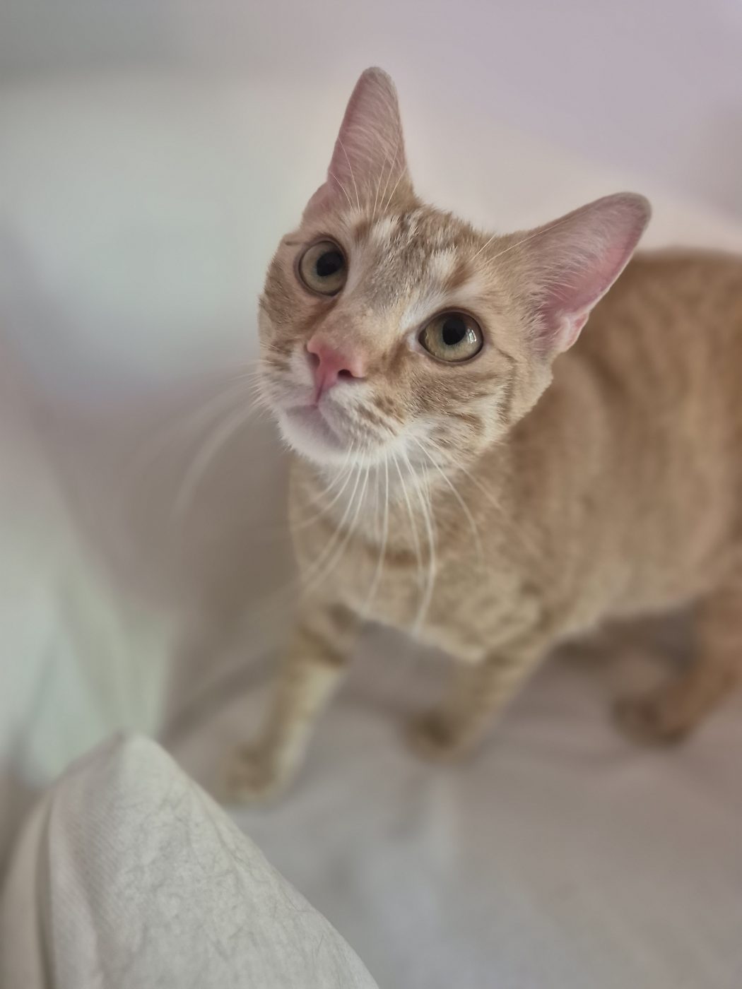 Auf dem Bild sieht man einen roten kater der hochschaut zum Katzensitter Saskia von Purrfect mobile Katzenbetreuung